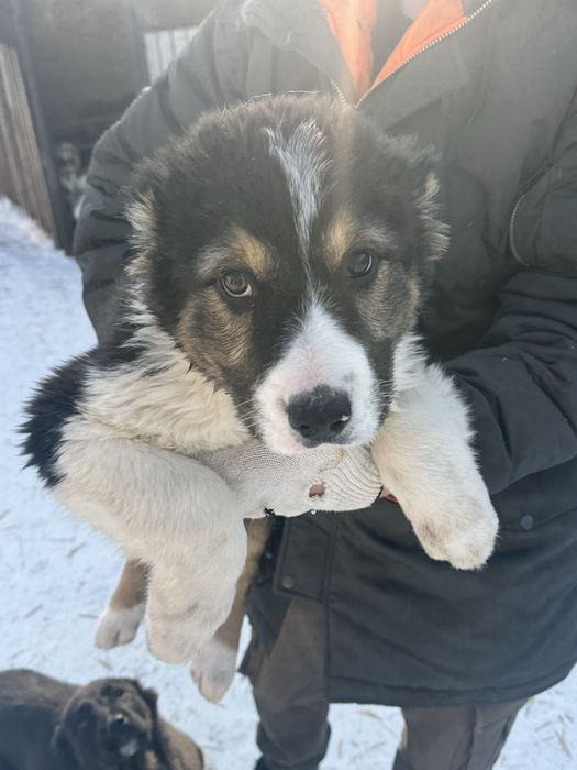 Продаю щенков САО (алабай)