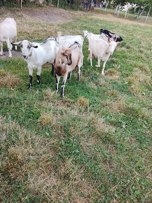 Țap alpin francez