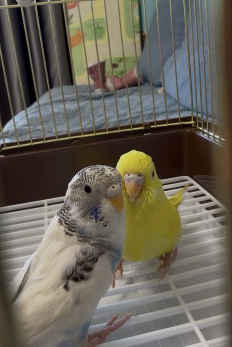 Попугай пара волнистые