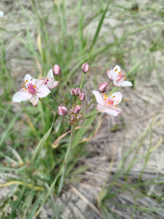 Сусак зонтичный для пруда. Живые делёнки, Ташкент