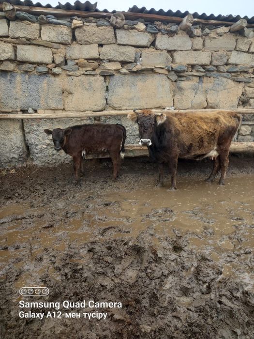 Карова Продаётся