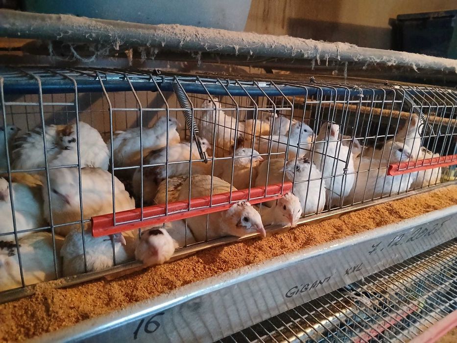 Prepelițe ouătoare ,pui de prepelițe, ouă de consum si de incubat.