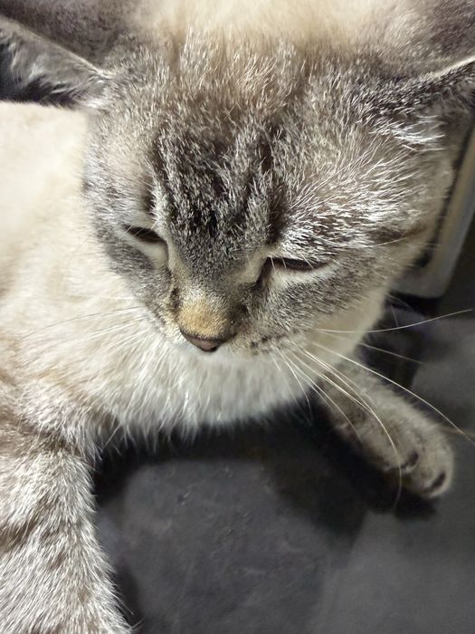 Отдаю кота даром