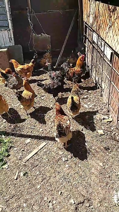 Курицы в мае будет год им