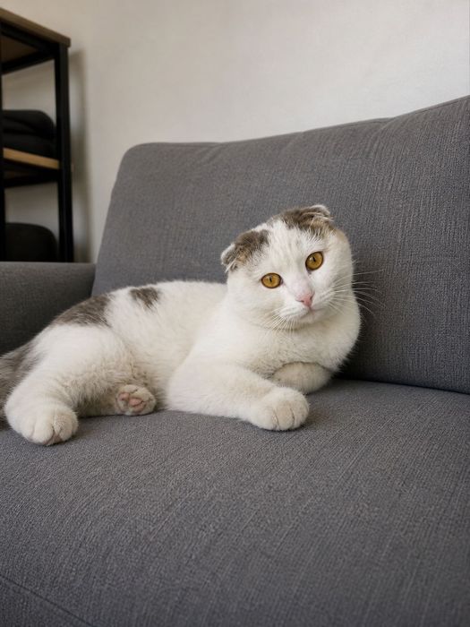 Котик в добрые руки