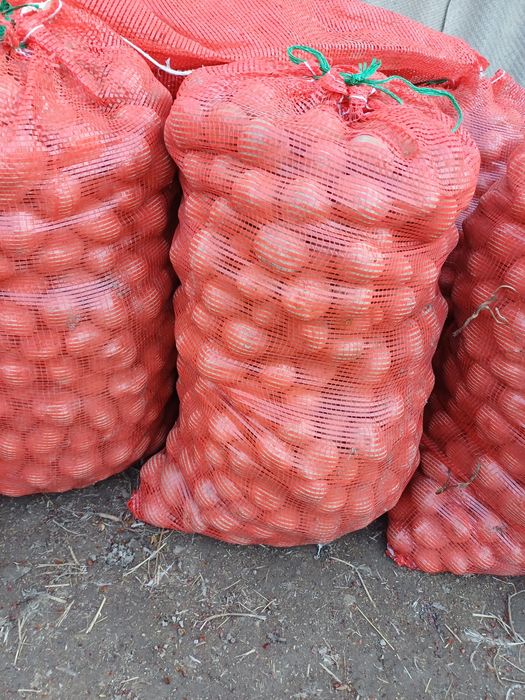 Продам семенную картошку 200