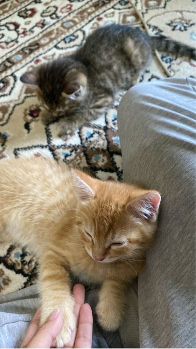 Отдаем котят в хорошие руки