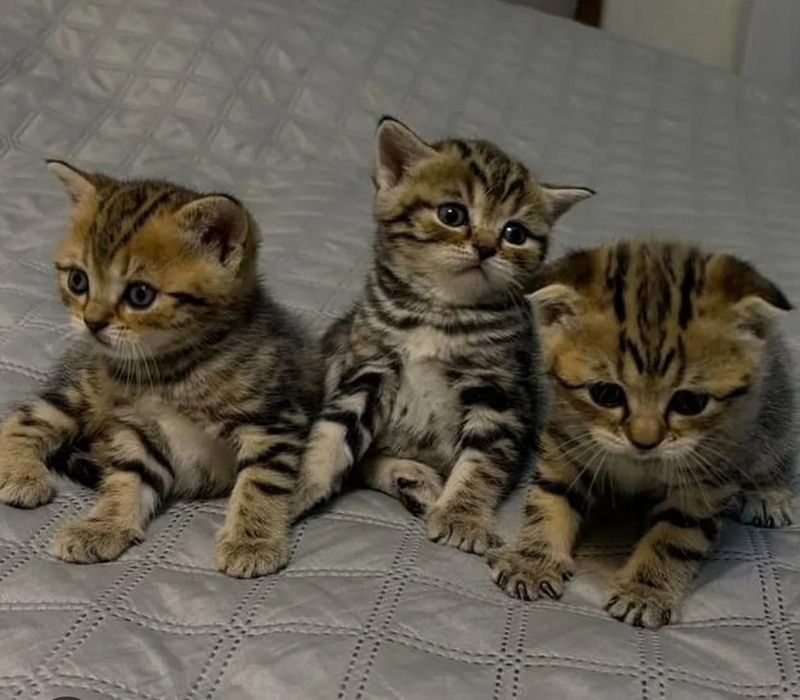 Шотландские котята