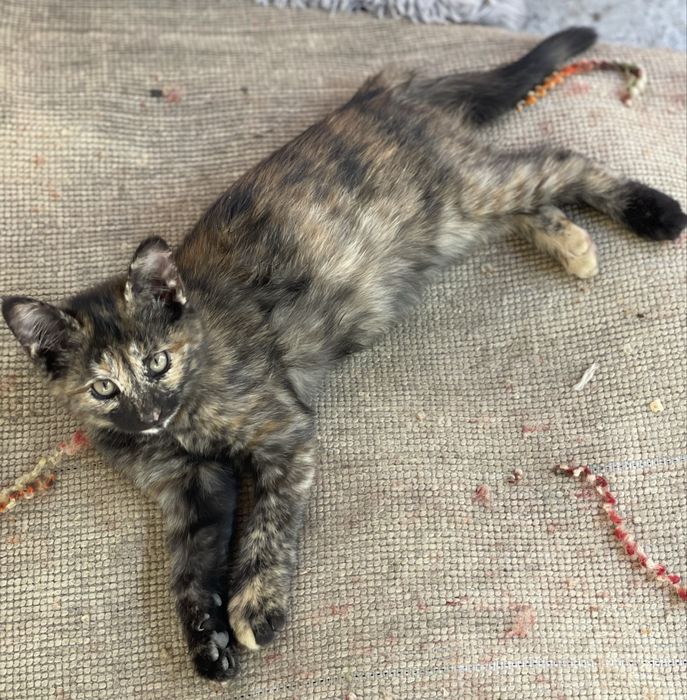 Отдам котенка (самка) бесплатно в добрые руки