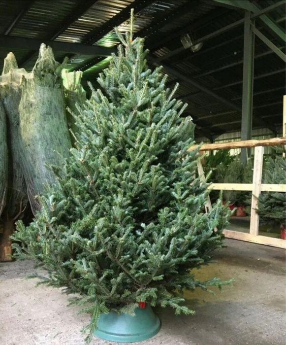 Ель «Нордмана» с доставкой