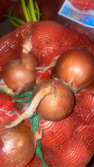 Лук оптом почти бесплатно