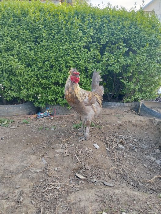 Петух, харизматичный