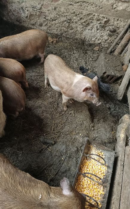 Gâscani cu moț, cocoși brahma potârnichiu