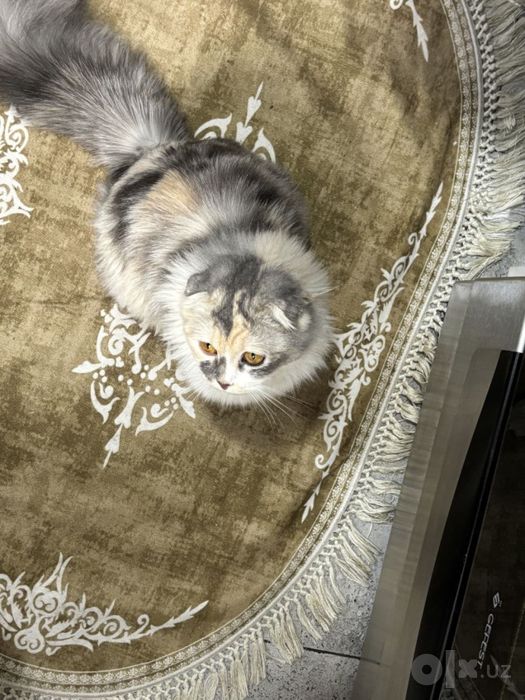 Кошечка скотиш фолд