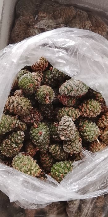 Продам свежую шишку