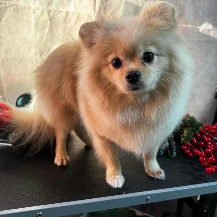 Бережный груминг для кошек и собак