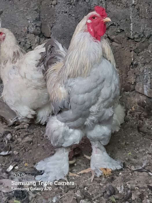 Курицы породы брама.