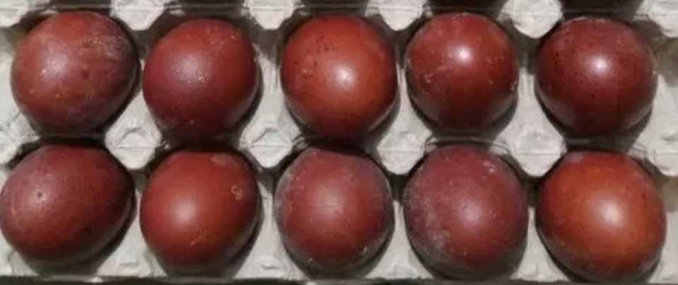Ouă Marans Albastru de vânzare
