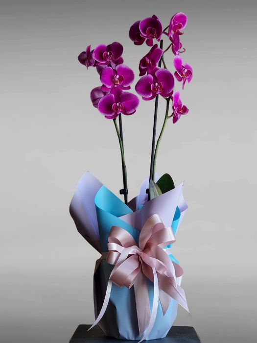 Цветущие и Отцветающие Орхидеи и Орхидея по невероятно низким ценам!!!