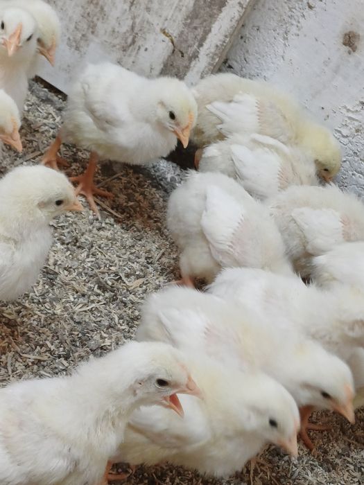 Цыплята броилер 10 днеи