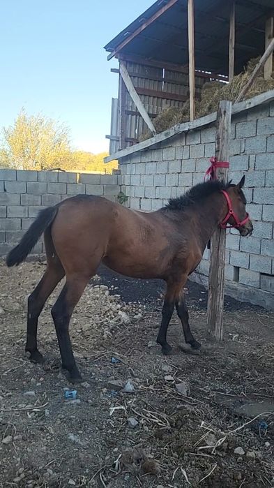 Продам коня полтарашка