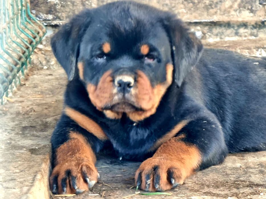 Pui Rottweiler cu pedigree