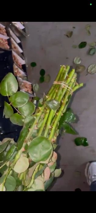 Гвоздика и роза оптом и розницу