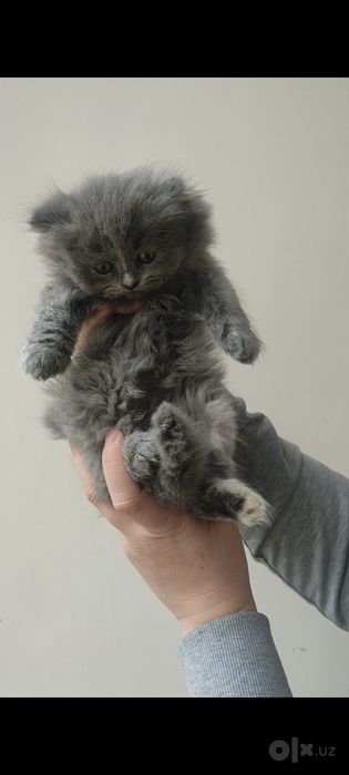 Скоттиш хайленд страйт, девочки