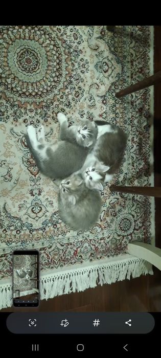 Продаётся Котята Scottish Fold