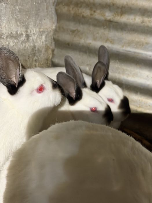 Домашние кролики