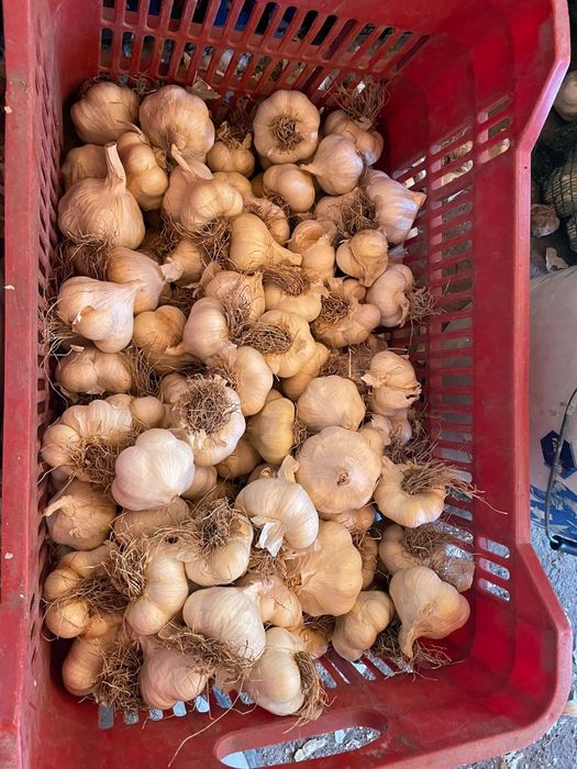 Vând usturoi de toamna de sămânță și de consum