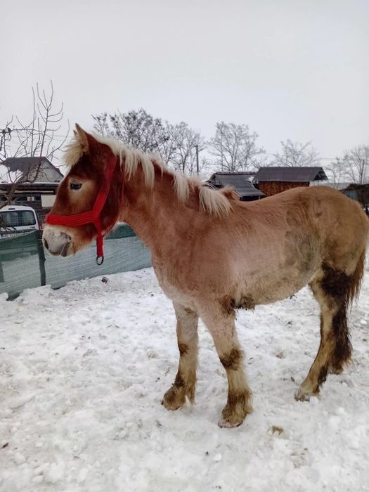 Maza de vânzare  ardeneza