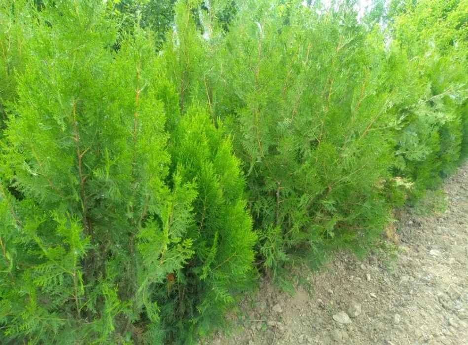 Арчалар. Глобус шаклида.