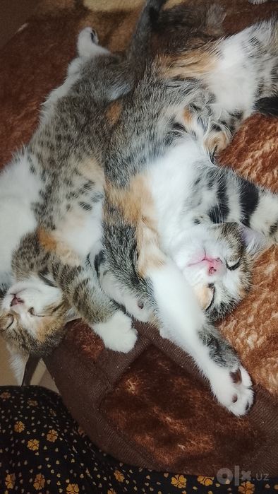 Отдаю милых котят