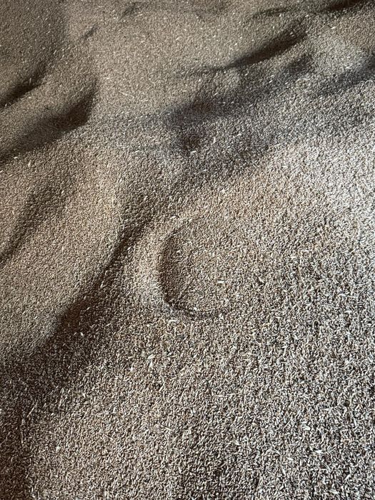 Vând grâu producție 2025,Soi Genesi