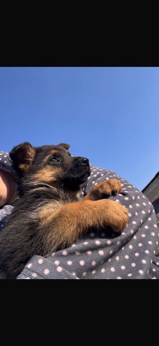 Чистокровные щенки немецков овчарки