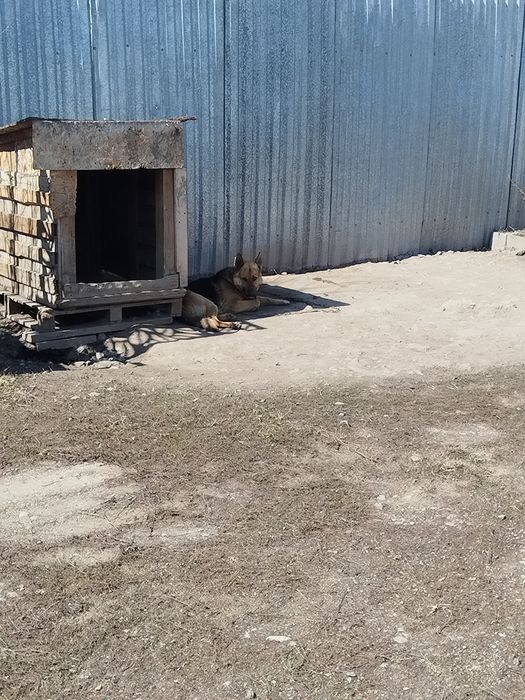 Авшарка 2годик кабель