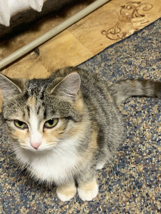 отдам котенка девочку