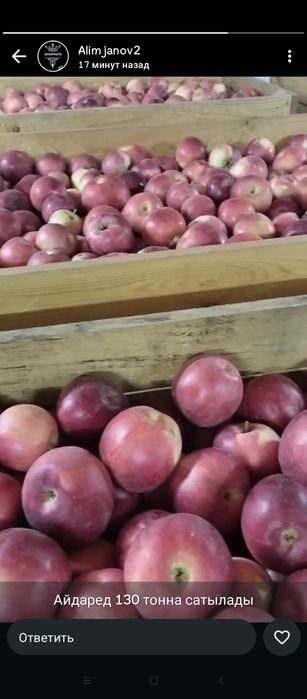 Яблоки сорта Айдарет в холодильнике