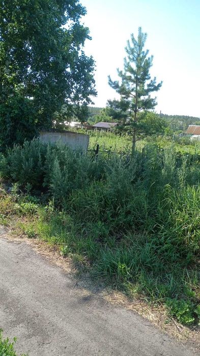 Продам дачный участок в Боровом 6 соток