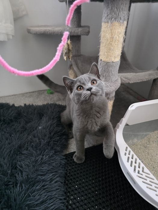 Британско мъжко  коте