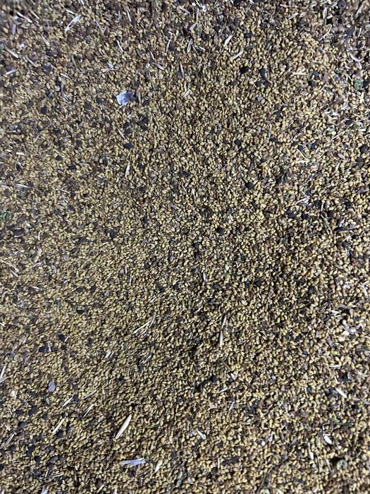 Vând sămânță de lucernă