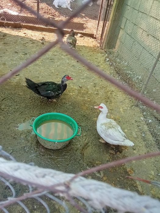 Продам индоуток и селезней