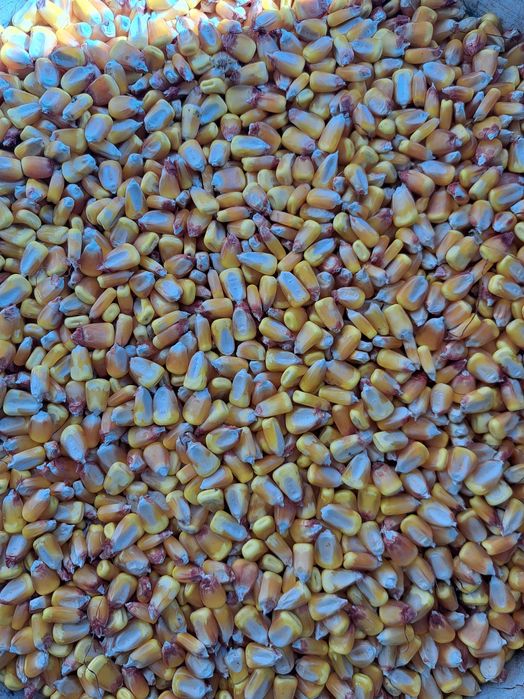 Vand Porumb si păsat