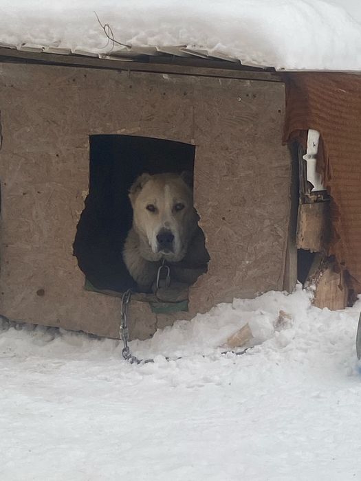 Среднеазиатская овчарка