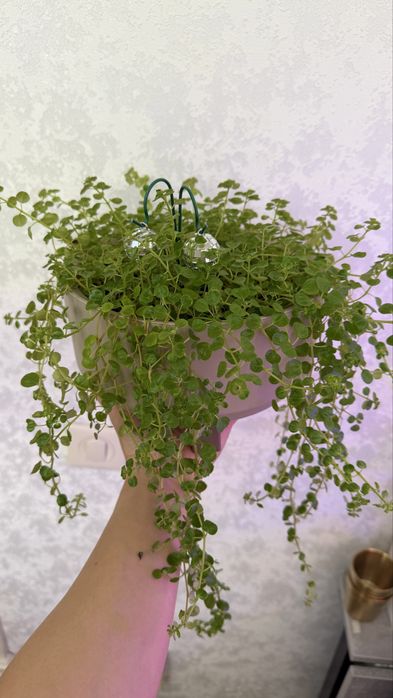 Продам домашние растения