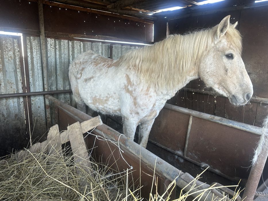 Продам Жеребца !!