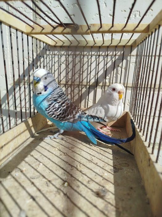 Valnistiy to'ti sotiladi