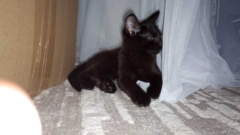 Отдам котика, мальчик 4 месяца