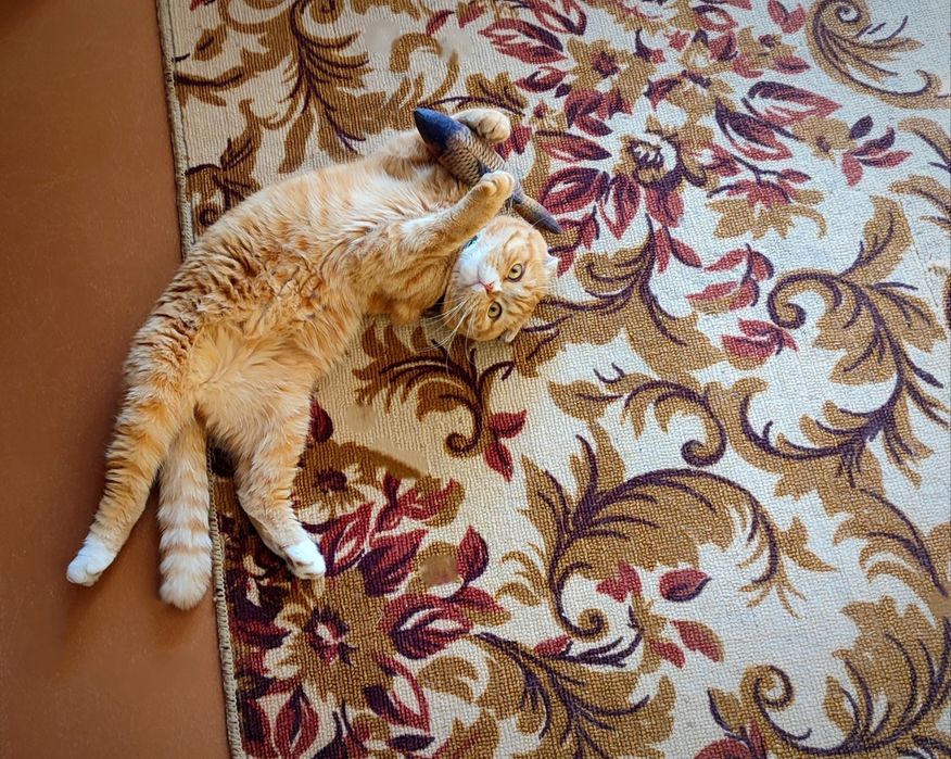 Вязка кот , шотландец Скоттиш-фолд